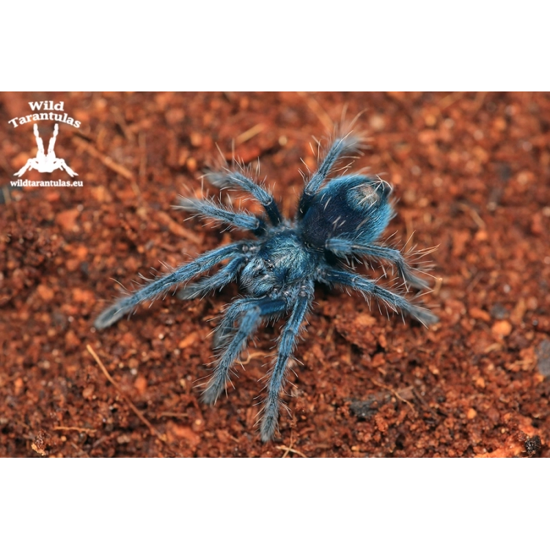 Phormictopus sp. "Dominican Purple" (Dominican Purple Tarantula) sling