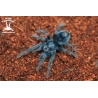 Phormictopus sp. "Dominican Purple" (Dominican Purple Tarantula) sling