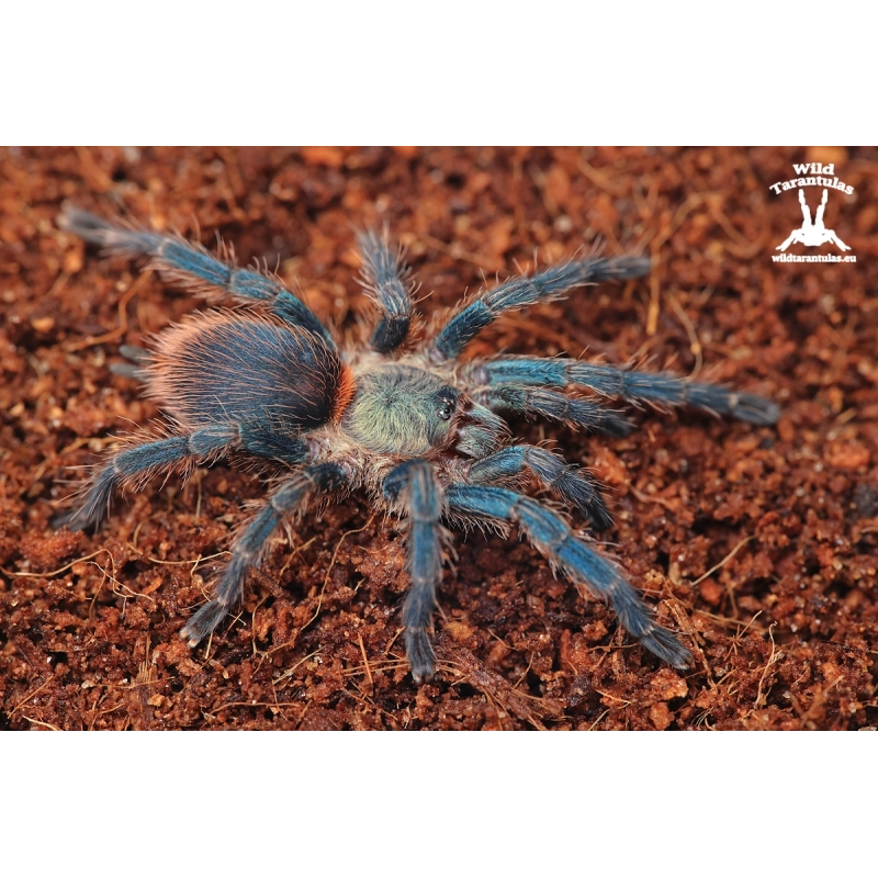 Dolichothele diamantinensis (Brazilian Blue Dwarf Beauty Tarantula) sling