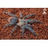 Dolichothele diamantinensis (Brazilian Blue Dwarf Beauty Tarantula) sling