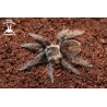 Tliltocatl albopilosus "Nicaragua" (Nicaraguan Curly Hair Tarantula)