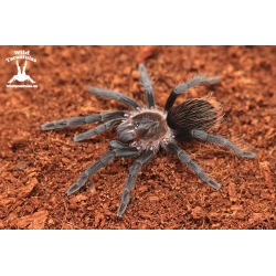 Tliltocatl vagans (Mexican Redrump Tarantula) female