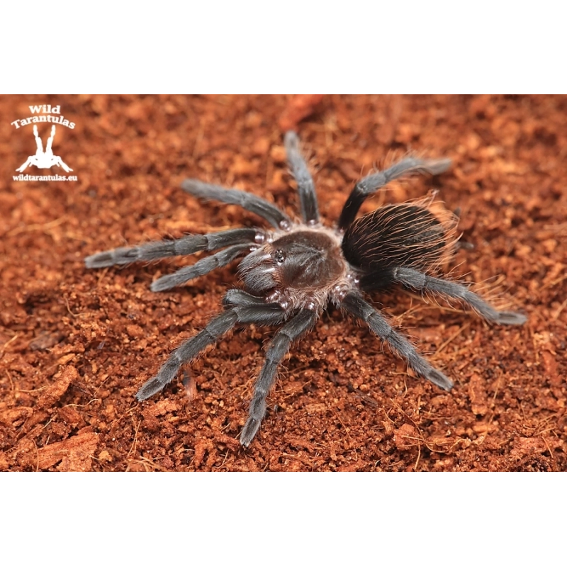 Tliltocatl vagans (Mexican Redrump Tarantula) female
