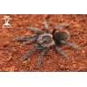 Tliltocatl vagans (Mexican Redrump Tarantula) female