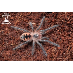 Purple Bloom Tarantula (Pamphobeteus sp. Machalla) sling