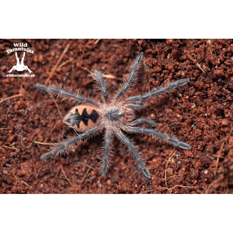 Purple Bloom Tarantula (Pamphobeteus sp. Machalla) sling
