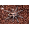 Purple Bloom Tarantula (Pamphobeteus sp. Machalla) sling
