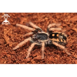 Hapalopus vangoghi (ex. Guerilla) (Speckled Patch Tarantula) female