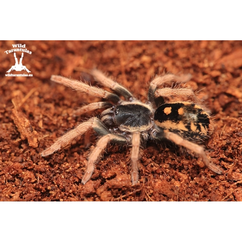 Hapalopus vangoghi (ex. Guerilla) (Speckled Patch Tarantula) female