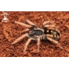 Hapalopus vangoghi (ex. Guerilla) (Speckled Patch Tarantula) female