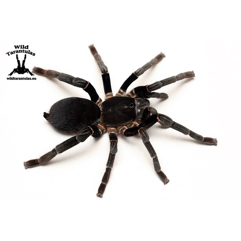 Hysterocrates gigas (Cameroon Red Baboon Tarantula) sling