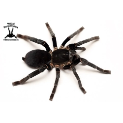 Hysterocrates gigas (Cameroon Red Baboon Tarantula) sling