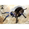 Chilobrachys natanicharum (Electric Blue Tarantula) sling 2cm