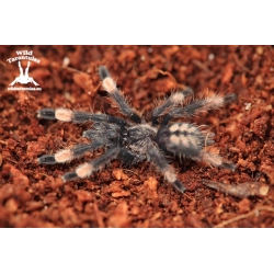 Psalmopoeus cambridgei (Trinidad Chevron Tarantula) sling 2cm
