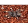 Psalmopoeus cambridgei (Trinidad Chevron Tarantula) sling 2cm