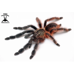 Psalmopoeus victori (Darth Maul Tarantula) sling