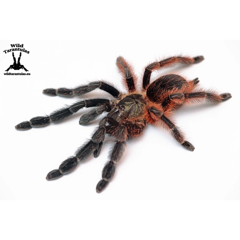 Psalmopoeus victori (Darth Maul Tarantula) sling