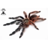 Psalmopoeus victori (Darth Maul Tarantula) sling