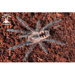 Pink Bloom Tarantula (Pamphobeteus sp. Platyomma) sling