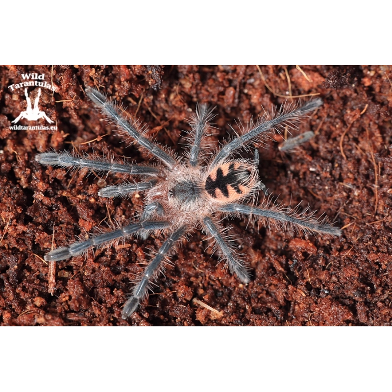 Pink Bloom Tarantula (Pamphobeteus sp. Platyomma) sling