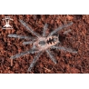 Pink Bloom Tarantula (Pamphobeteus sp. Platyomma) sling