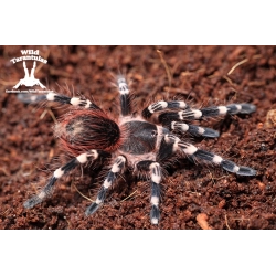 Acanthoscurria geniculata (Giant White Knee Tarantula) pair 5cm