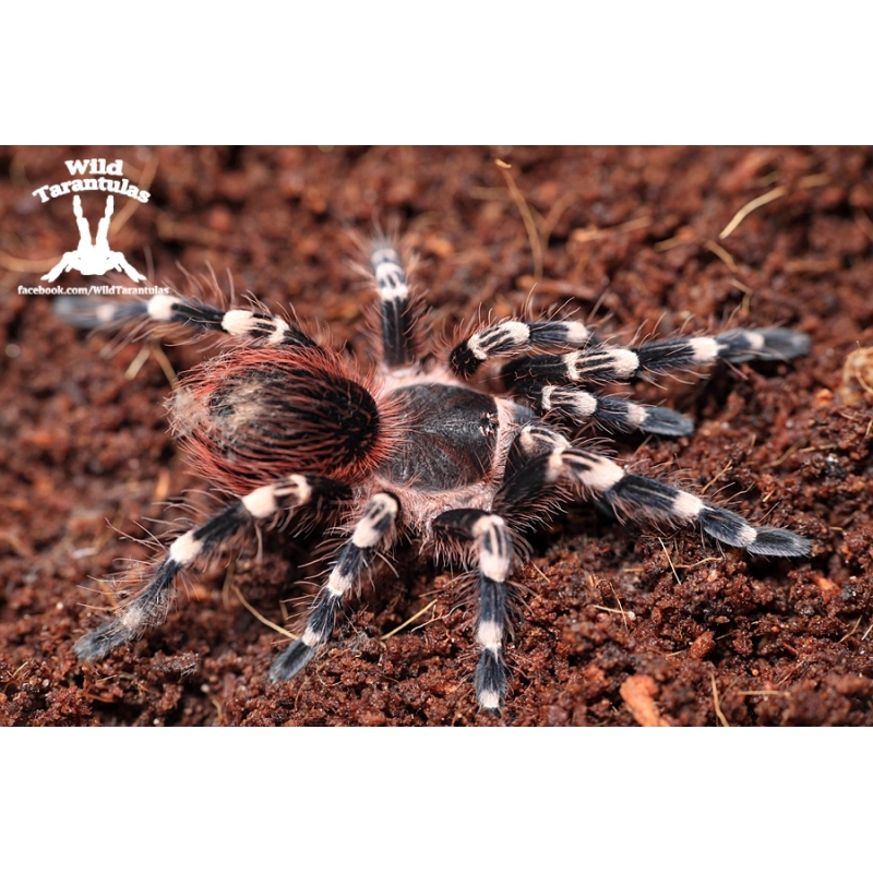 Acanthoscurria geniculata (Giant White Knee Tarantula) pair 5cm