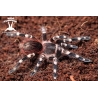 Acanthoscurria geniculata (Giant White Knee Tarantula) pair 5cm