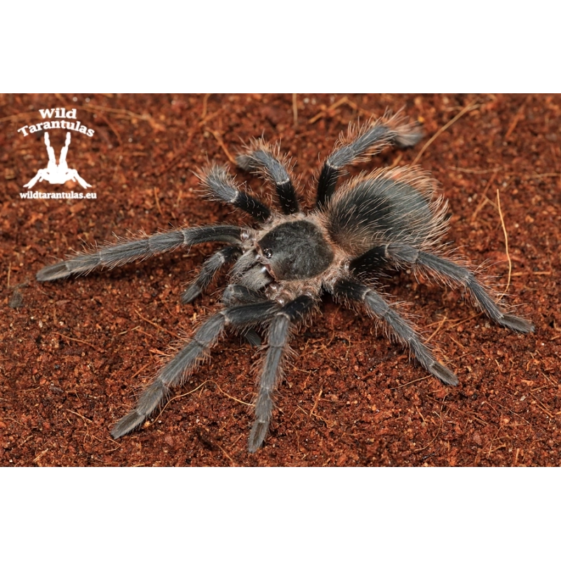 Lasiodora parahybana (Brazilian Salmon Pink Tarantula) 5-6cm