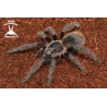 Lasiodora parahybana (Brazilian Salmon Pink Tarantula) 5-6cm