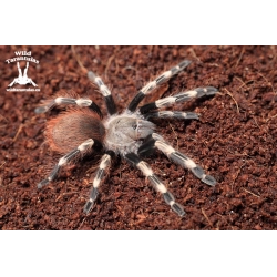 Vitalius (ex. Nhandu) chromatus (Brazilian Red & White Tarantula) sling.