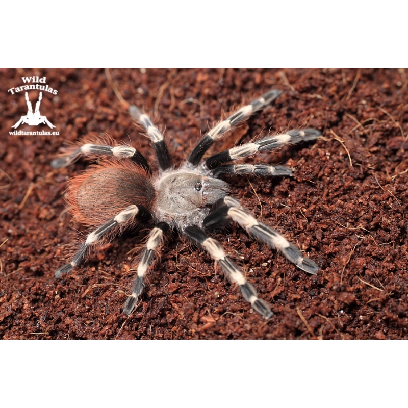 Vitalius (ex. Nhandu) chromatus (Brazilian Red & White Tarantula) sling.