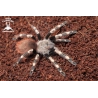 Vitalius (ex. Nhandu) chromatus (Brazilian Red & White Tarantula) sling.