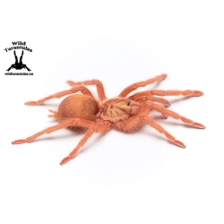 Neoholothele incei Gold (Trinidad Olive Tarantula) sling