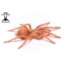 Neoholothele incei Gold (Trinidad Olive Tarantula) sling
