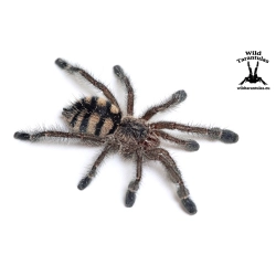 Avicularia purpurea (Purple Pinktoe Tarantula) sling