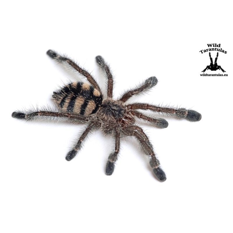 Avicularia purpurea (Purple Pinktoe Tarantula) sling
