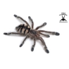 Avicularia purpurea (Purple Pinktoe Tarantula) sling