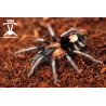 Cyriocosmus elegans (Trinidad Dwarf Tiger Tarantula) sling 0.5cm