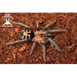 Cyriocosmus leetzi (Columbian Dwarf Tarantula) 1.5cm