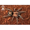 Cyriocosmus leetzi (Columbian Dwarf Tarantula) 1.5cm