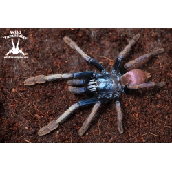 Psychedelic Earth Tiger Tarantula (Cilantica devamatha) sling 2cm