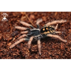 Speckled Patch Tarantula (Hapalopus vangoghi) sling 1cm