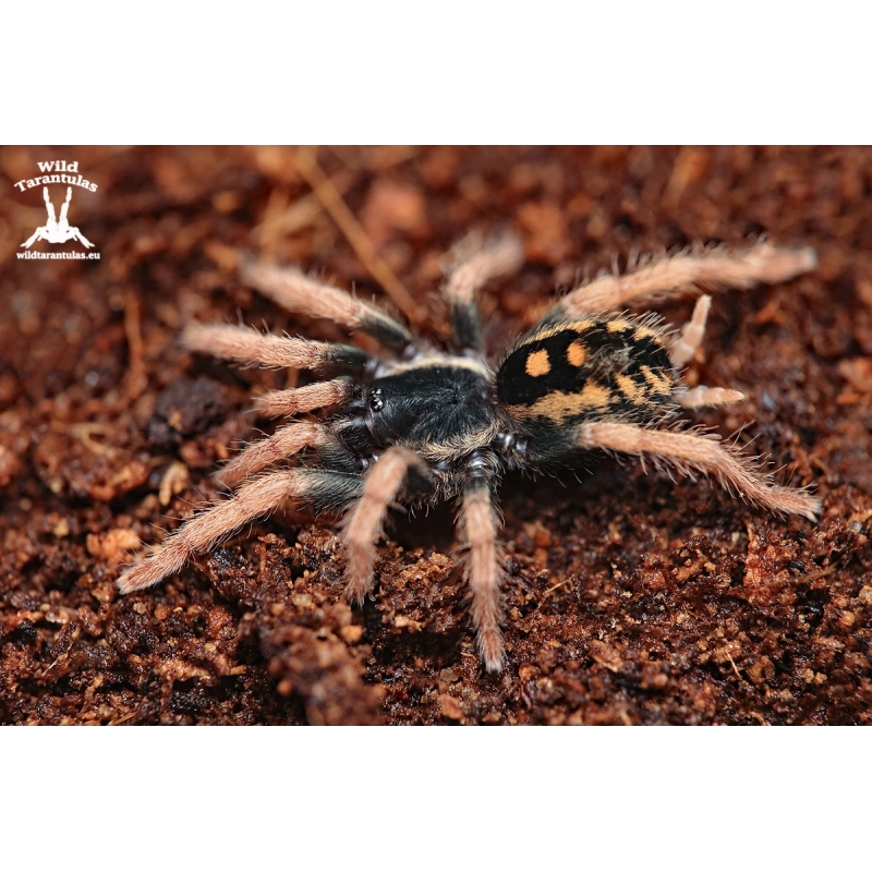 Speckled Patch Tarantula (Hapalopus vangoghi) sling 1cm