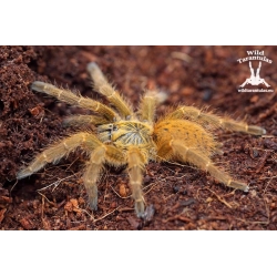 Pterinochilus murinus Usambara (Orange Baboon Tarantula) 1.5cm sling