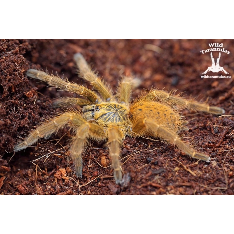 Pterinochilus murinus Usambara (Orange Baboon Tarantula) 1.5cm sling
