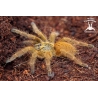 Pterinochilus murinus Usambara (Orange Baboon Tarantula) 1.5cm sling