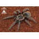 Lasiodora parahybana 5cm