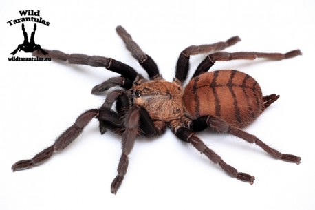 Chilobrachys fimbriatus 2cm