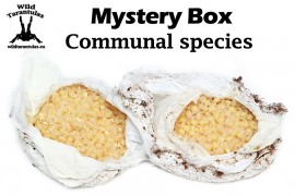 Mystery Box Communal - big